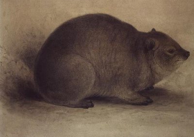 Egy Rock Hyrax alkotó: Edward Lear