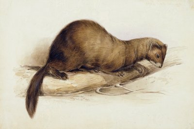 Egy menyét alkotó: Edward Lear