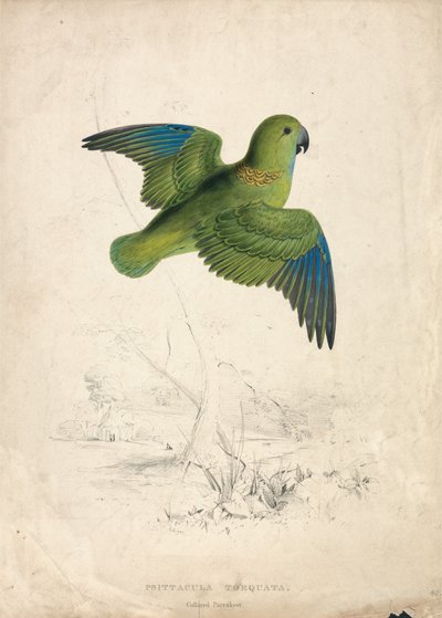 Nyakörves papagáj (40. ábra) alkotó: Edward Lear