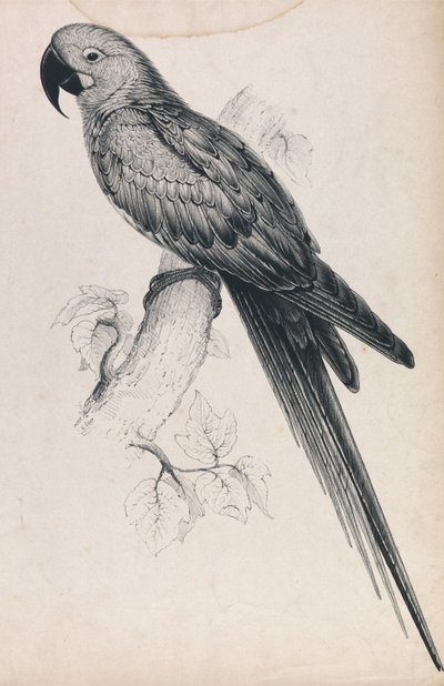 Hiaszintin ara (9. ábra) alkotó: Edward Lear
