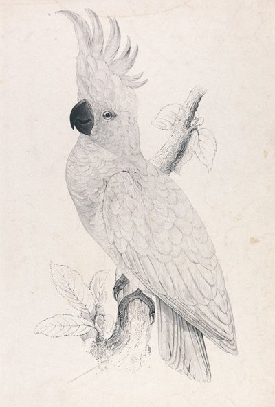 Kis kéncsőrű kakadu (4. ábra) alkotó: Edward Lear