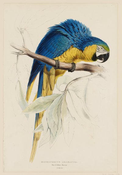 Macrocercus Ararauna.  Kék-sárga ara. alkotó: Edward Lear