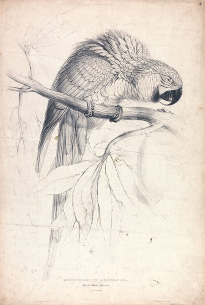 Macrocerus Ararauna / Kék-sárga ara / 2/3 természetes méret (8. ábra) alkotó: Edward Lear