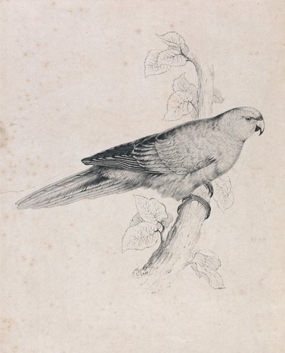 Csendes-óceáni papagáj (26. ábra) alkotó: Edward Lear