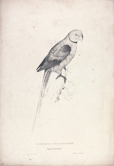 Palaeornia Columbiodes / Galambpapagáj (31. táblázat) alkotó: Edward Lear