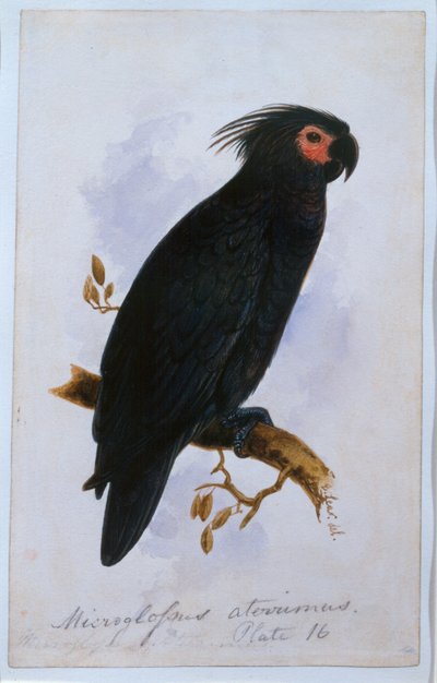 Papagáj: 16. tányér (wc) alkotó: Edward Lear