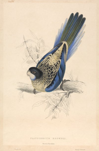 Platycercus brownii / Brown-papagáj alkotó: Edward Lear