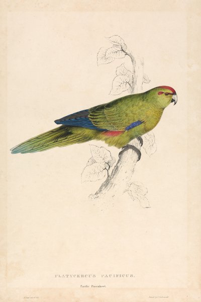 Platycercus Pacificus / Csendes-óceáni papagáj (26. táblázat) alkotó: Edward Lear