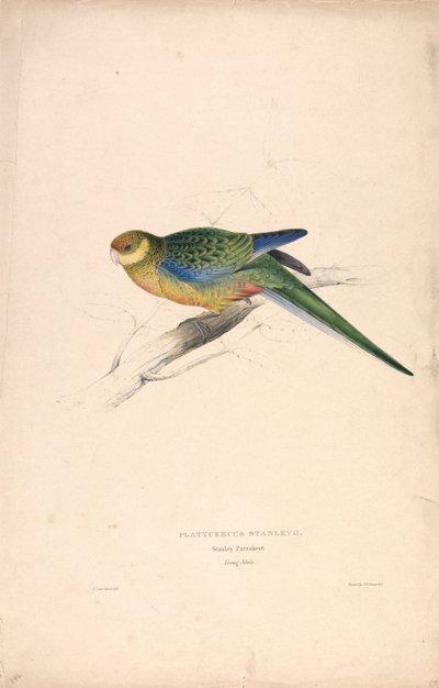 Platycercus Stanley II / Stanley-papagáj (fiatal hím) (24. ábra) alkotó: Edward Lear