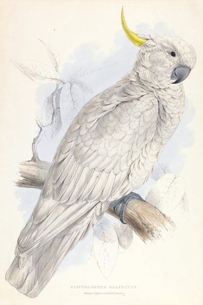 Plyctolophus Galeritus. Nagy kéncsőrű kakadu. alkotó: Edward Lear