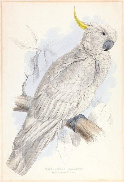 Plyctolophus Galeritus. Nagy kéncsőrű kakadu. alkotó: Edward Lear