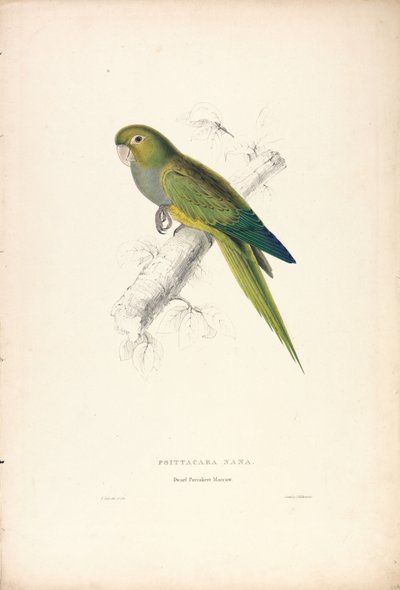 Psittacara Naria / Törpe ara (12. ábra) alkotó: Edward Lear