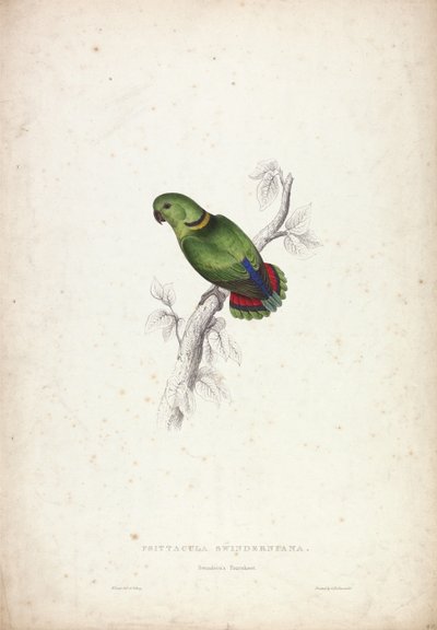 Psittacula Swinderniana. Swindern-papagáj alkotó: Edward Lear