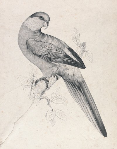 Vörös sapkás papagáj, hím (21. ábra) alkotó: Edward Lear