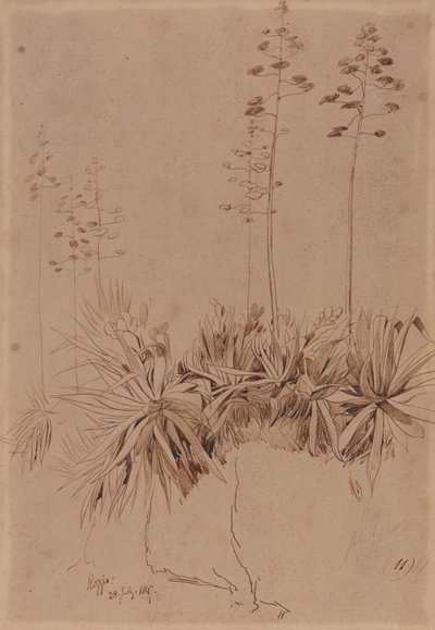 Reggio alkotó: Edward Lear