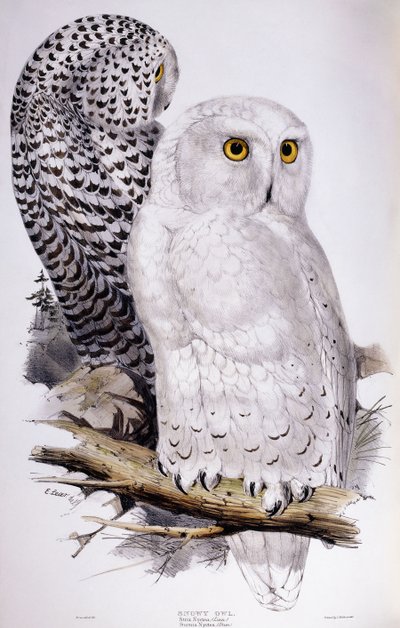 Havas bagoly, 1832-1837 alkotó: Edward Lear