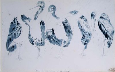 Gólya-tanulmányok alkotó: Edward Lear