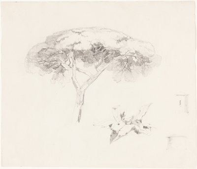 „Umbrella Pine” és egyéb tanulmányok alkotó: Edward Lear