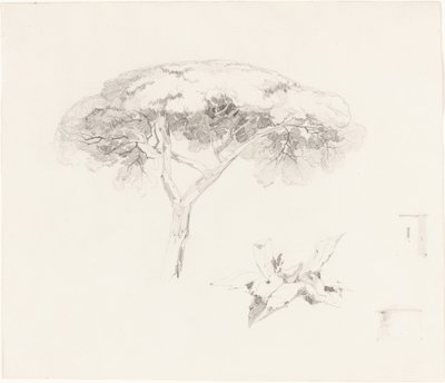 Esernyőfenyő és egyéb tanulmányok, 18391845. alkotó: Edward Lear