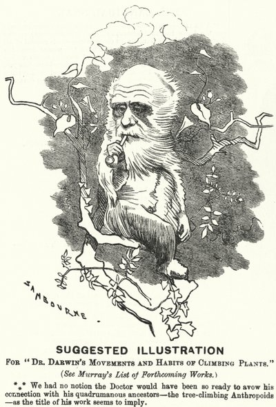 Lyukasztó rajzfilm: Javasolt illusztráció Dr. Darwin mozdulataihoz és a mászónövények szokásaihoz (metszet) alkotó: Edward Linley (after) Sambourne