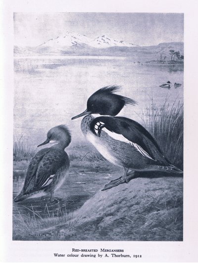 Red Breasted Merganser, Nature in Britain, Collins, 1946 alkotó: Edward Neale