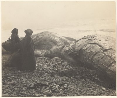 [Részben lemészárolt bálna - Makah] [Az elfogott bálna] alkotó: Edward S. Curtis