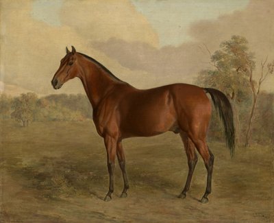 Kentucky harkály, 1834 alkotó: Edward Troye