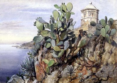 Opuntia kaktusz, Monaco alkotó: Edward William Cooke