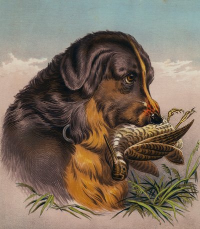 A retriever (színes litográfia) alkotó: Edwin (after) Landseer