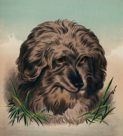 Skye Terrier (színes litográfia) alkotó: Edwin (after) Landseer