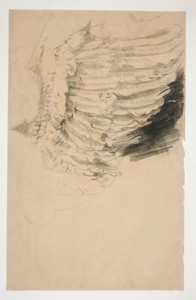 Egy szárny tanulmányozása alkotó: Edwin Austin Abbey