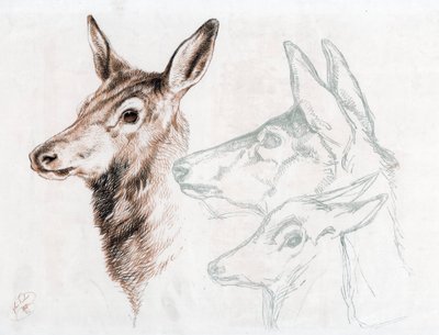 Sir E Landseer 1874-es rajzának fakszimile. alkotó: Edwin Landseer