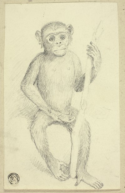 Orangután alkotó: Edwin Henry Landseer