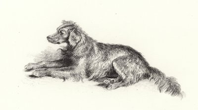 Egy szetter kutya alkotó: Edwin Landseer
