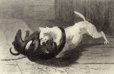 X. példa: Kutya harc a majommal alkotó: Edwin Landseer