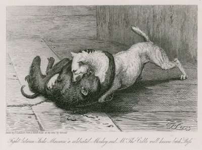 Harc Jacco Macacco, egy híres majom és Thomas Cubb úr ismert szukája, Puss között. alkotó: Edwin Landseer