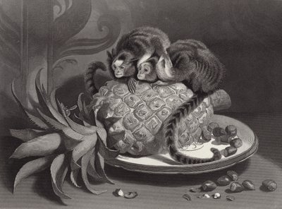 A Marmozetek alkotó: Edwin Landseer