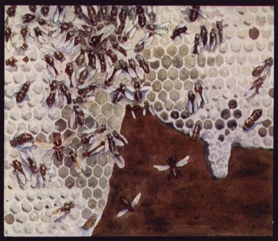 Méhek dolgoznak a méhsejtben (színes litó) alkotó: Edwin Noble