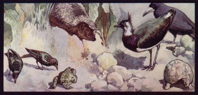 A féreg és a meztelen csiga ellenségei (színes litó) alkotó: Edwin Noble