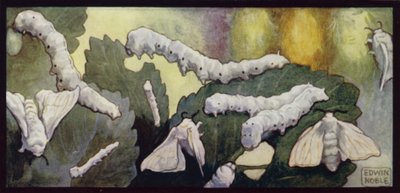 Selyemhernyók és lepkék táplálkozása (színes litho) alkotó: Edwin Noble