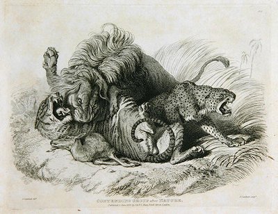 Versengő csoport a természet után, 6. tábla a húsz oroszlánok, tigrisek, párducok és leopárdok metszeteiből... vésette Thomas Landseer (1795-1880) 1823 alkotó: Edwin after Landseer