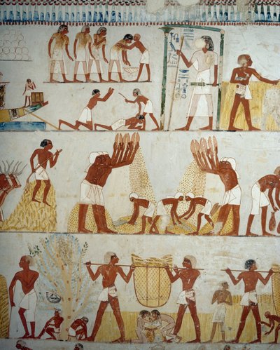 Termény betakarítása, gabonacséplés és -szeletelés, részlet Menna sírjának előcsarnokában, Sheikh Abd el Qurnah Necropolis, Luxor, Théba freskóiról (az Unesco világörökségi listája) alkotó: Egyptian 18th Dynasty