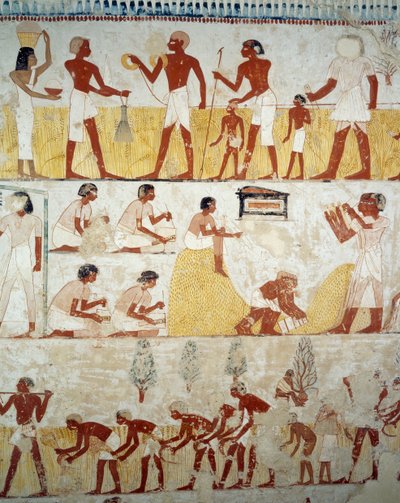 Termény betakarítása, gabonacséplés és -szeletelés, részlet Menna sírjának előcsarnokában, Sheikh Abd el Qurnah Necropolis, Luxor, Théba freskóiról (az Unesco világörökségi listája) alkotó: Egyptian 18th Dynasty