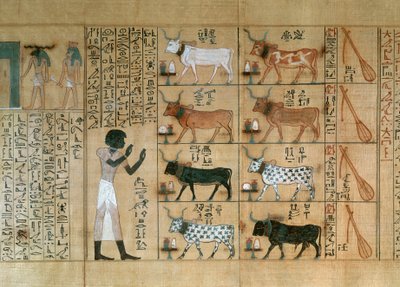 Papirusz, amely ökröket ábrázol, a Maiherperi halottak könyvéből alkotó: Egyptian 18th Dynasty