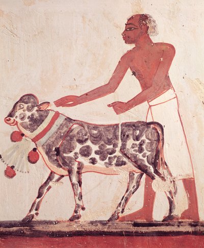 Paraszt, aki tehenet áldoz, Menna sírjából (falfestmény) alkotó: Egyptian 18th Dynasty