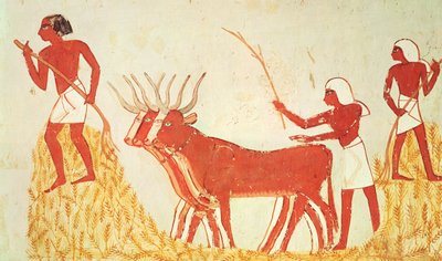 Tehenek használata búza taposására, Menna sírjából, Új Királyság (falfestmény) (lásd még: 251665) alkotó: Egyptian 18th Dynasty