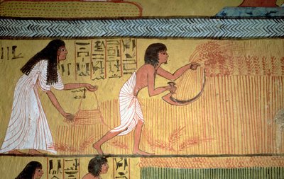 Részlet a betakarítási jelenetről a keleti falon, Sennedjem sírjából, The Workers" Village, New Kingdom alkotó: Egyptian 19th Dynasty