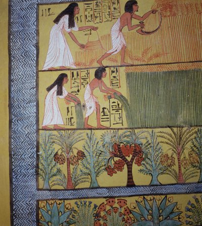 Részlet a betakarítási jelenetről a keleti falon, Sennedjem sírjából, The Workers Village, New Kingdom (falfestmény) (lásd még 19829-30 és 67891) alkotó: Egyptian 19th Dynasty