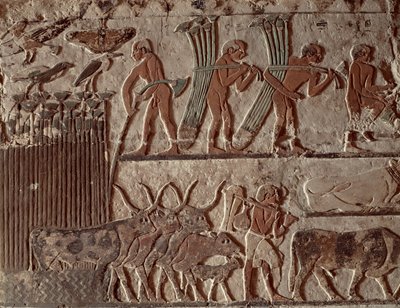 Betakarítás papirusz és egy csoport tehén, Óbirodalom (falfestés) alkotó: Egyptian 5th Dynasty