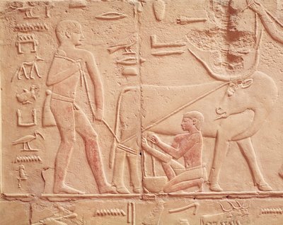 Relief depicting a man milking a cow, from the Mastaba of Kagemni, Old Kingdom (painted limestone) alkotó: Egyptian 6th Dynasty
